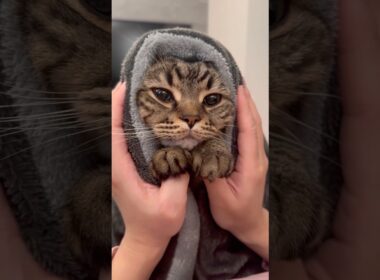 空飛ぶもふもふ猫が可愛すぎる...!! #cat #猫