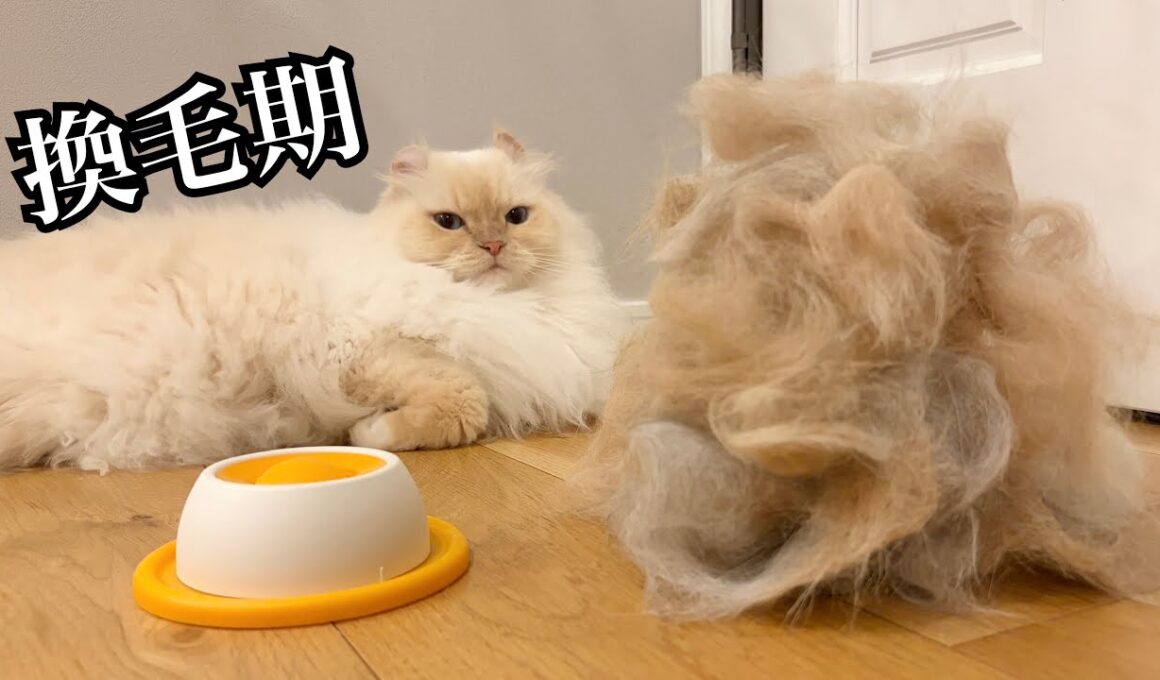 【魔の換毛期】ブラシ嫌いの猫に過去一の神アイテム発見しまったかもしれない…