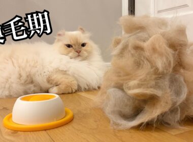 【魔の換毛期】ブラシ嫌いの猫に過去一の神アイテム発見しまったかもしれない…