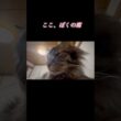 ぼくに踏まれたい人、集合 #cat #スクーカム #猫のいる暮らし #猫 #shorts