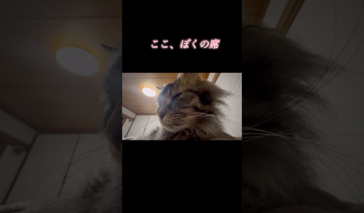 ぼくに踏まれたい人、集合 #cat #スクーカム #猫のいる暮らし #猫 #shorts