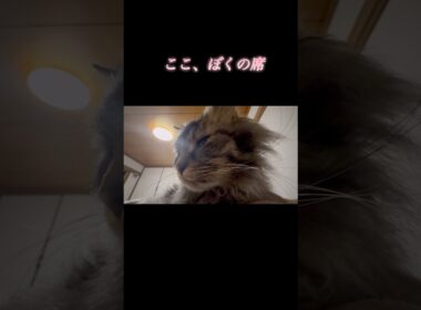 ぼくに踏まれたい人、集合 #cat #スクーカム #猫のいる暮らし #猫 #shorts