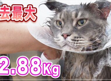 【スタークちゃん】チャンネル史上最大 12.88 キロの猫、さすがにデカい！【メインクーン】
