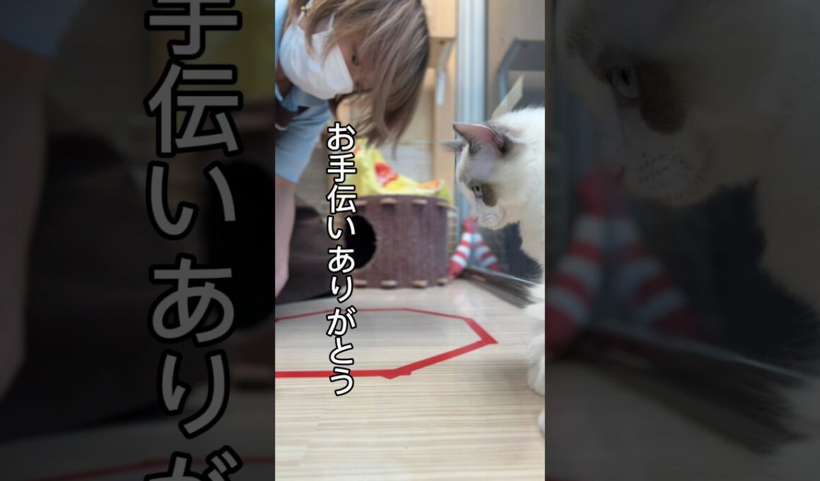 猫転生装置でラグドールちゃんを召喚？！！！#ラグドール