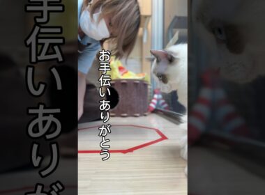 猫転生装置でラグドールちゃんを召喚？！！！#ラグドール