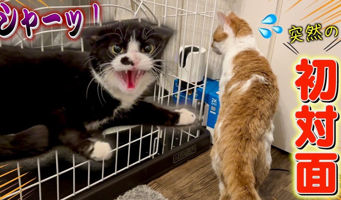 保護猫部屋に迷い込んだ子猫、最強ツンデレお嬢に見つかってしまい...。