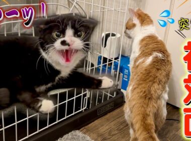 保護猫部屋に迷い込んだ子猫、最強ツンデレお嬢に見つかってしまい...。