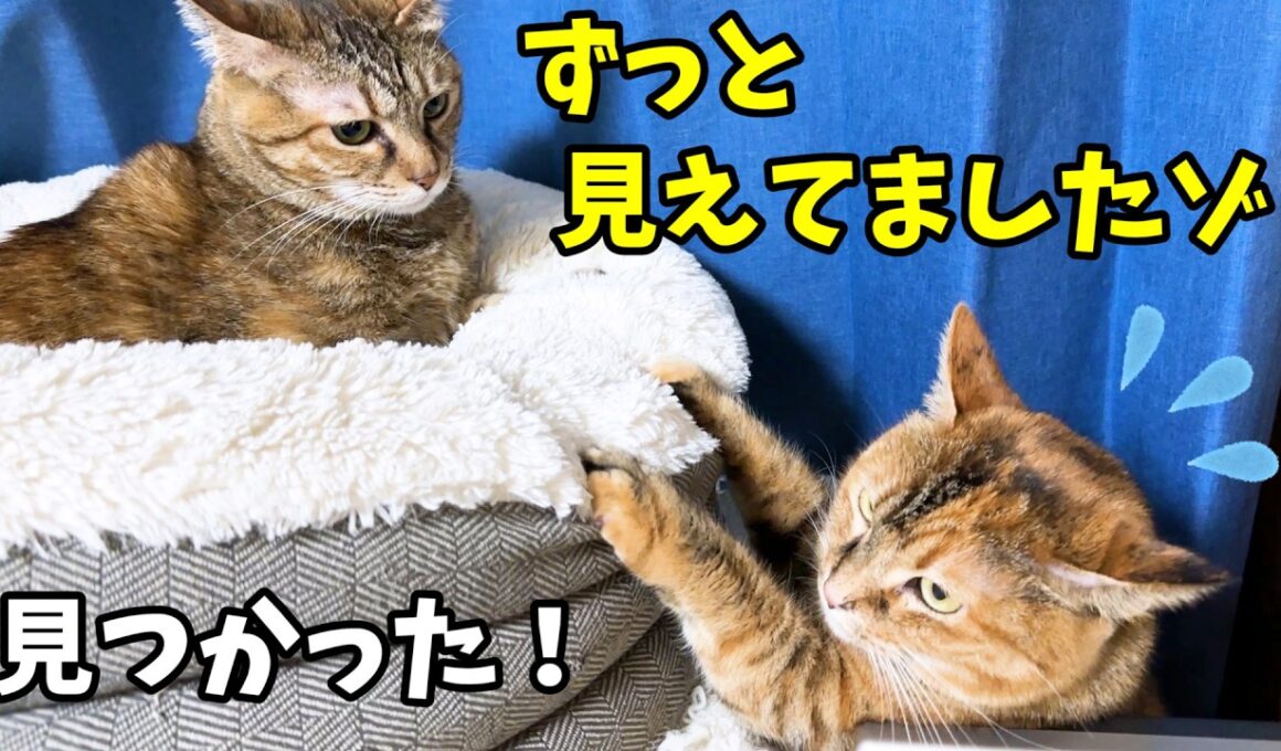 マイペースな姉猫ですが奮闘中の妹猫をさり気なく見守る優しいお姉ちゃんです