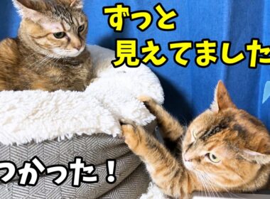 マイペースな姉猫ですが奮闘中の妹猫をさり気なく見守る優しいお姉ちゃんです