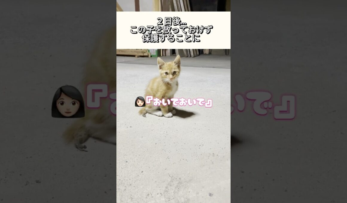 尻尾が壊死し人間不信だった子猫…心を開いて甘えん坊になるまでの奇跡！ #shorts  #保護猫 #迷い猫 #子ネコ #野良猫 #ねこ #cat #兄弟猫 #怪我