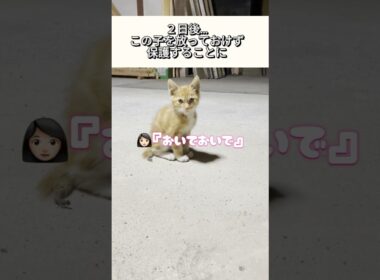 尻尾が壊死し人間不信だった子猫…心を開いて甘えん坊になるまでの奇跡！ #shorts  #保護猫 #迷い猫 #子ネコ #野良猫 #ねこ #cat #兄弟猫 #怪我