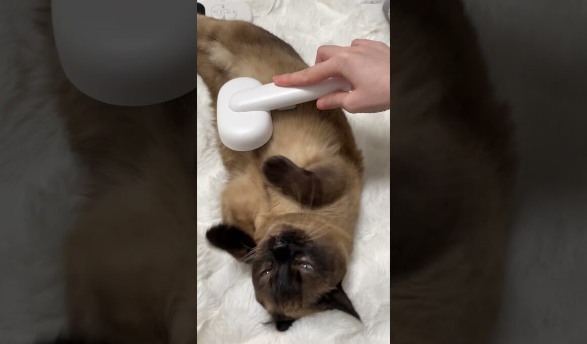 新居に来て40分程のまめち