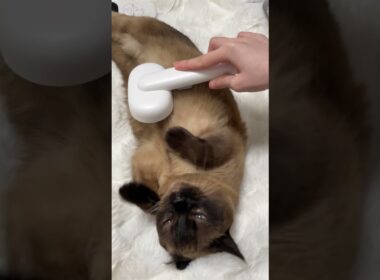 新居に来て40分程のまめち