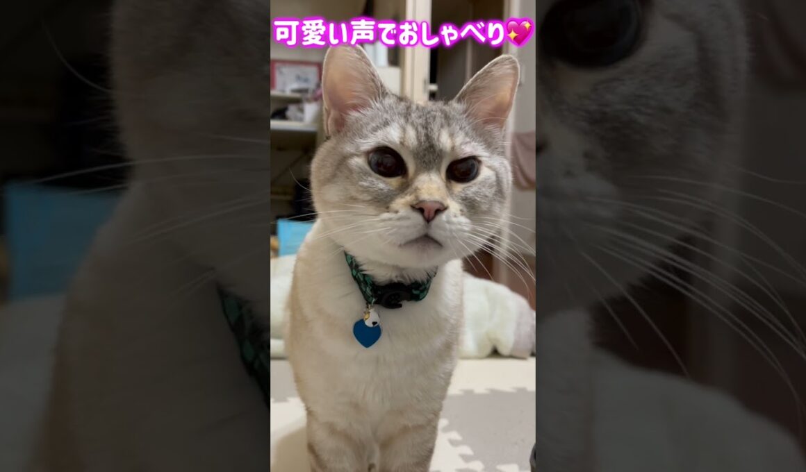 可愛い声でおしゃべりが止まらない💖