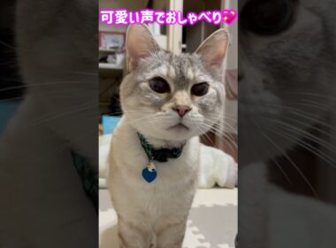 可愛い声でおしゃべりが止まらない💖