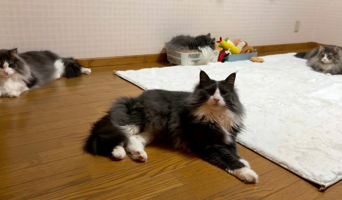 【大人♪】ネズミさんと優雅に遊ぶもふ猫たち♪ノルウェージャンフォレストキャットとターキッシュアンゴラ