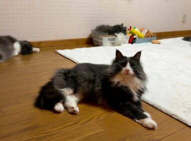 【大人♪】ネズミさんと優雅に遊ぶもふ猫たち♪ノルウェージャンフォレストキャットとターキッシュアンゴラ