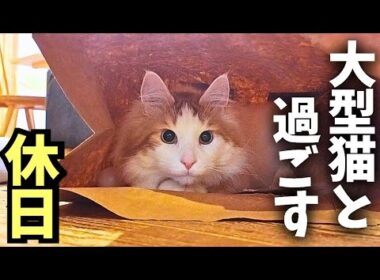 【リアル日常】大型猫メインクーンを飼おうと思ってる方へ