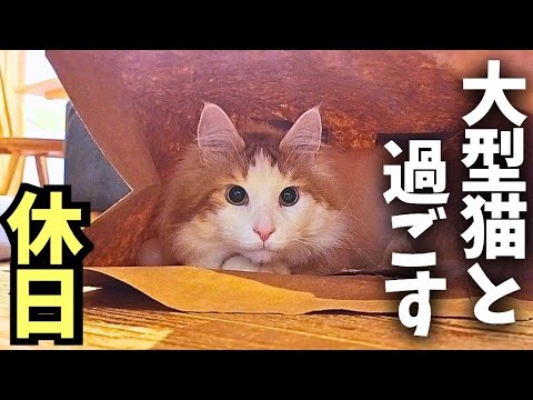 【リアル日常】大型猫メインクーンを飼おうと思ってる方へ