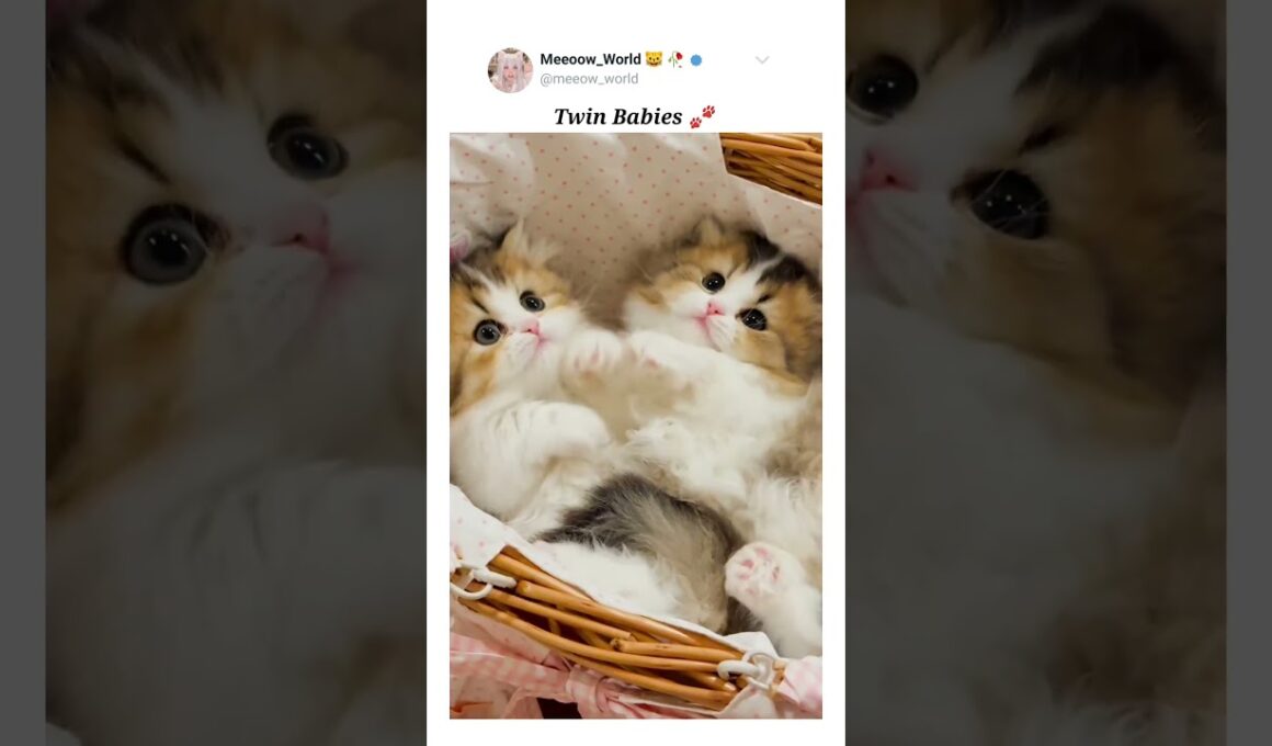 Twin cute babies 🐾  #cuteanimals #kitten #cutepets #pets #cutecats #cute #catmeow #catvideos #cute