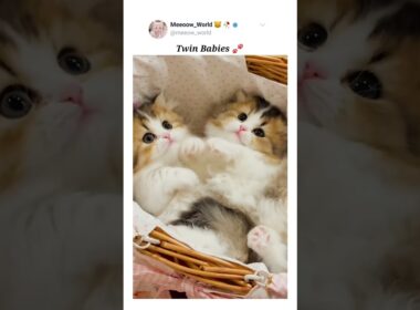 Twin cute babies 🐾  #cuteanimals #kitten #cutepets #pets #cutecats #cute #catmeow #catvideos #cute