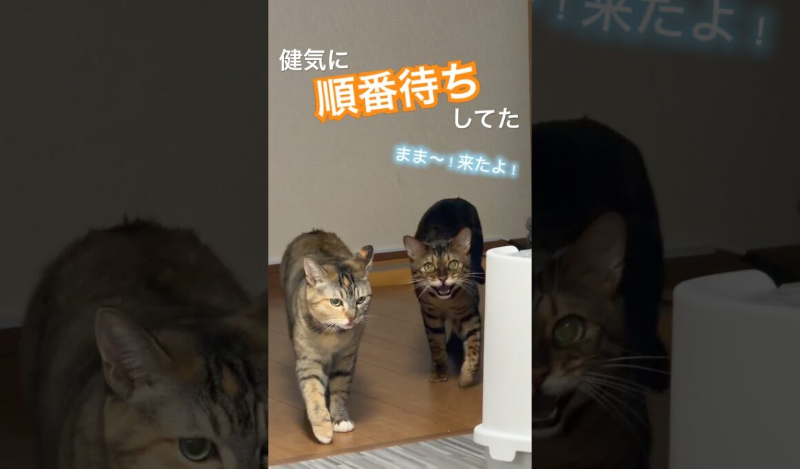 甘えたいのに順番待ちしてたベンガル猫。