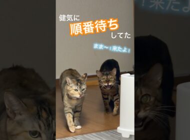 甘えたいのに順番待ちしてたベンガル猫。