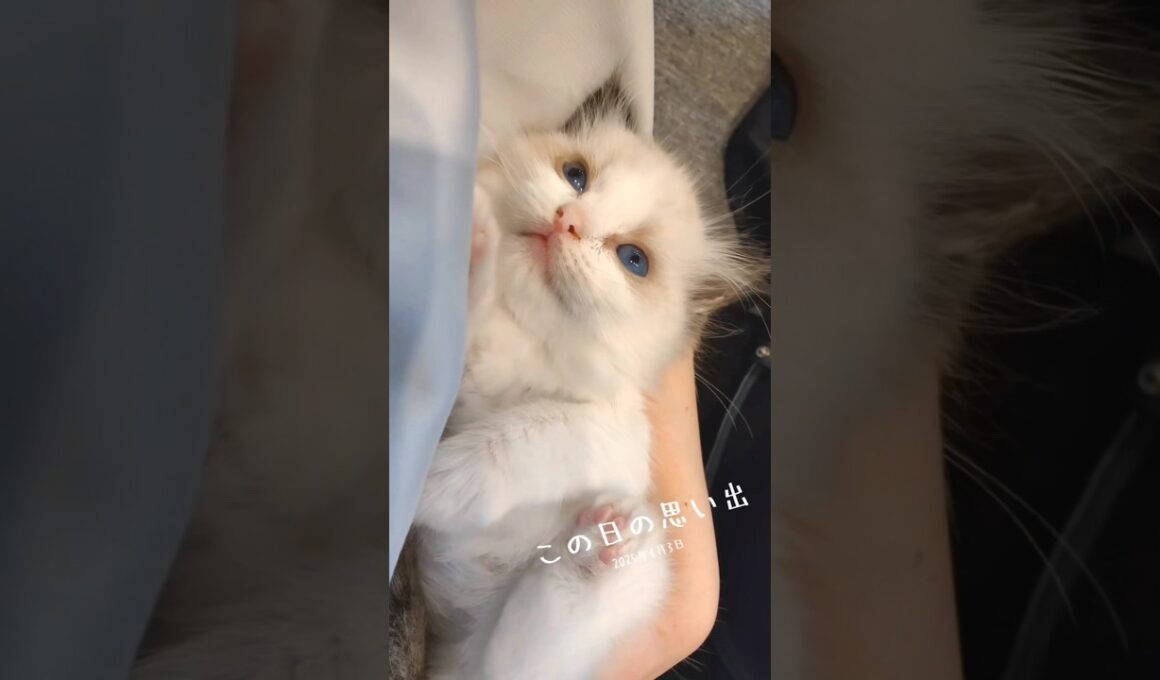 お迎え当日から抱っこマン🫠💘 #shorts #猫 #子猫 #ラグドール #甘えん坊猫 #猫のいる暮らし