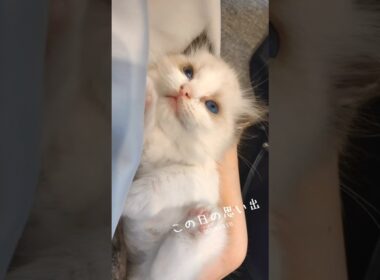 お迎え当日から抱っこマン🫠💘 #shorts #猫 #子猫 #ラグドール #甘えん坊猫 #猫のいる暮らし