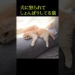 犬に怒られてしょんぼりしてる子猫がこちら...#shorts
