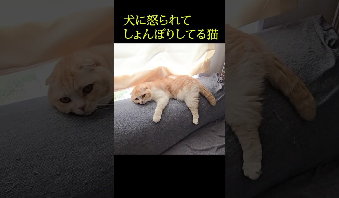 犬に怒られてしょんぼりしてる子猫がこちら...#shorts