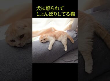 犬に怒られてしょんぼりしてる子猫がこちら...#shorts