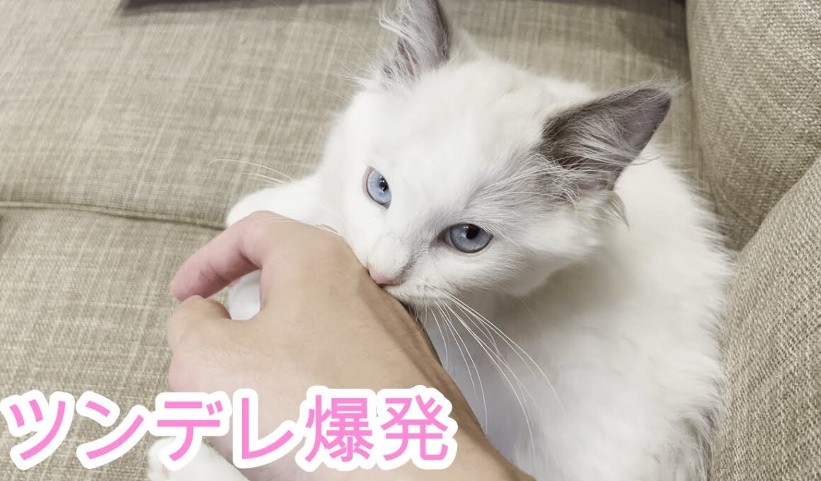 素直じゃないツンデレ子猫がこちらです…【ラグドール】