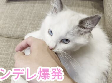 素直じゃないツンデレ子猫がこちらです…【ラグドール】