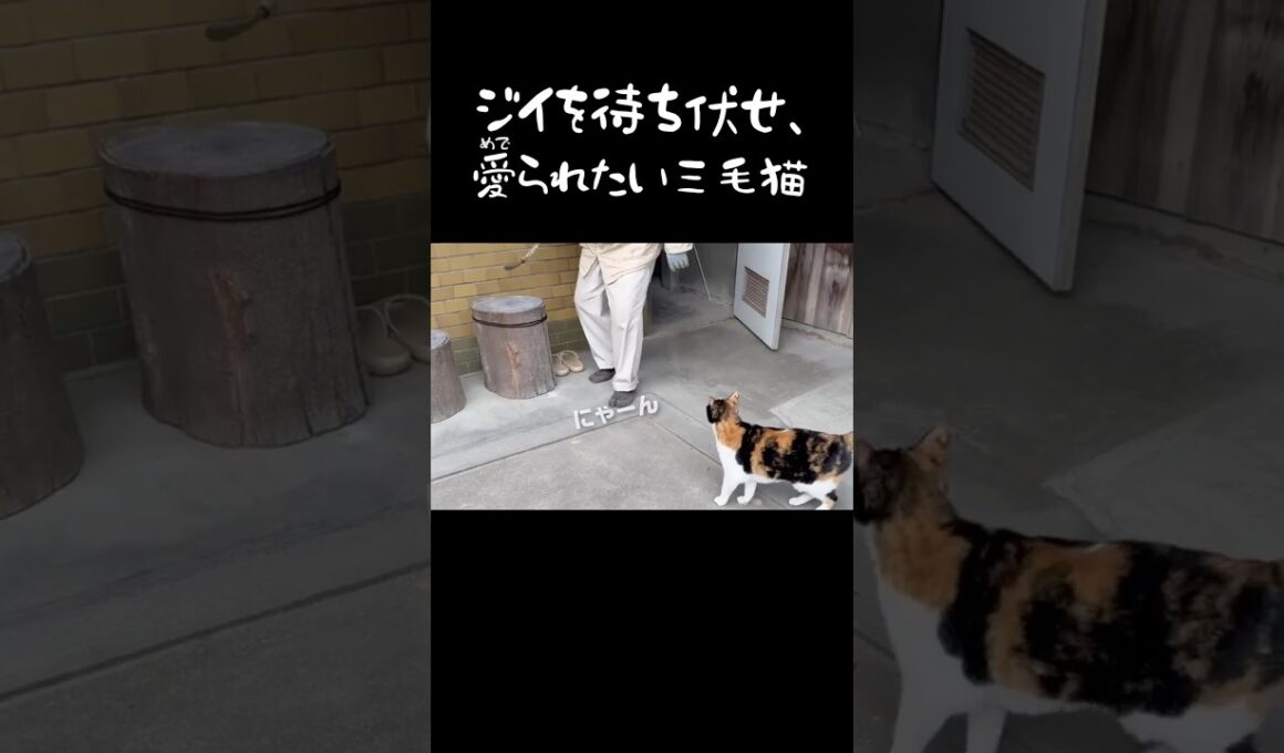 三毛猫の愛が重すぎるけど、爺も中々しっかり返してる　#shorts