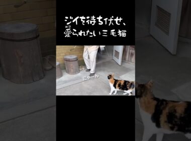三毛猫の愛が重すぎるけど、爺も中々しっかり返してる　#shorts