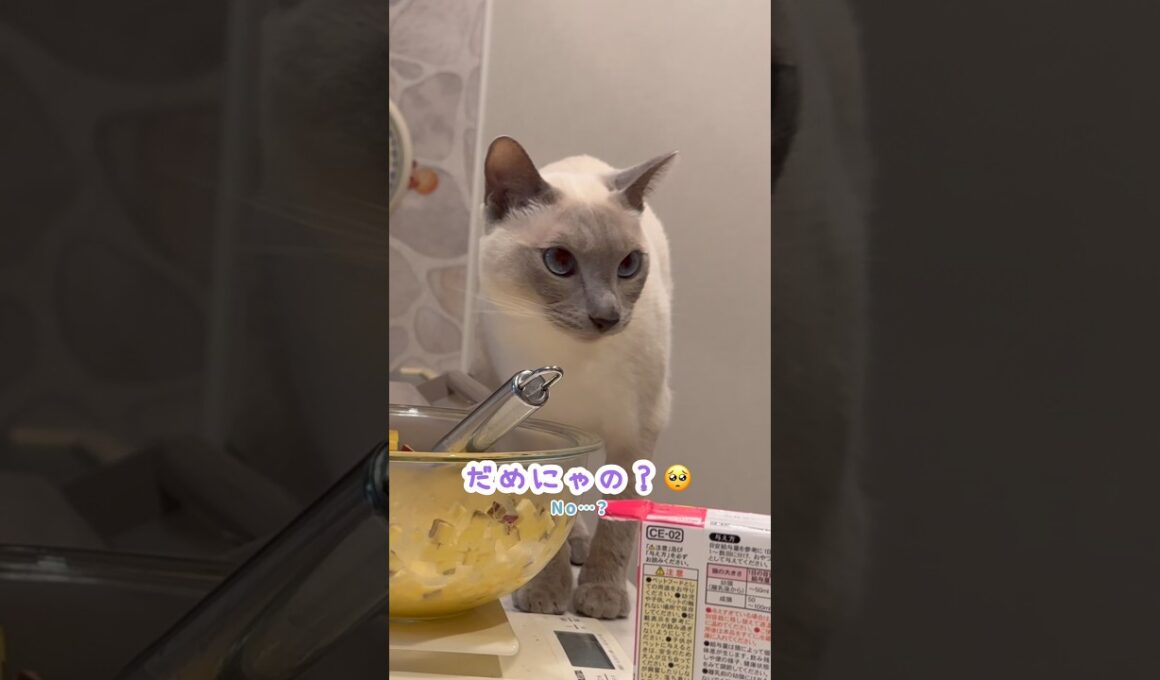 焼く前なのに気になる…人間みたいな甘えん坊猫🐾