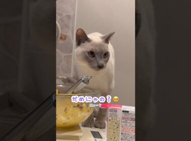 焼く前なのに気になる…人間みたいな甘えん坊猫🐾