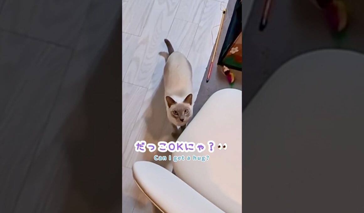 抱っこしてくれるよね？何度も確認してから飛び込む甘えん坊猫🐾【ジャンプ抱っこ】