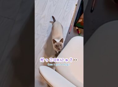 抱っこしてくれるよね？何度も確認してから飛び込む甘えん坊猫🐾【ジャンプ抱っこ】