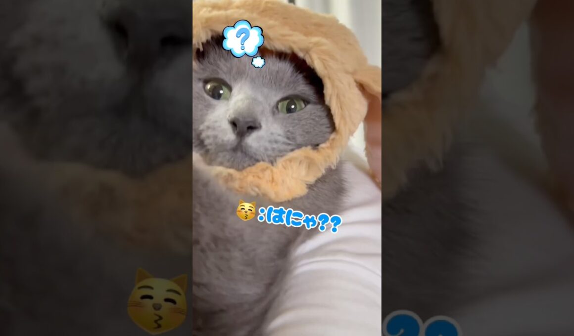 ウサギさん に変身した猫❤️ #猫 #ロシアンブルー #catshorts #shorts