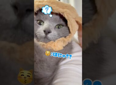ウサギさん に変身した猫❤️ #猫 #ロシアンブルー #catshorts #shorts