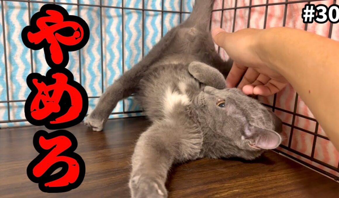 1人ぼっちになったビビり子猫を撫で続けた結果…