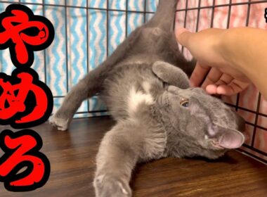 1人ぼっちになったビビり子猫を撫で続けた結果…