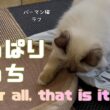 バーマン猫ラフ【やっぱりそっち】After all, that is it（バーマン猫）Birman/Cat