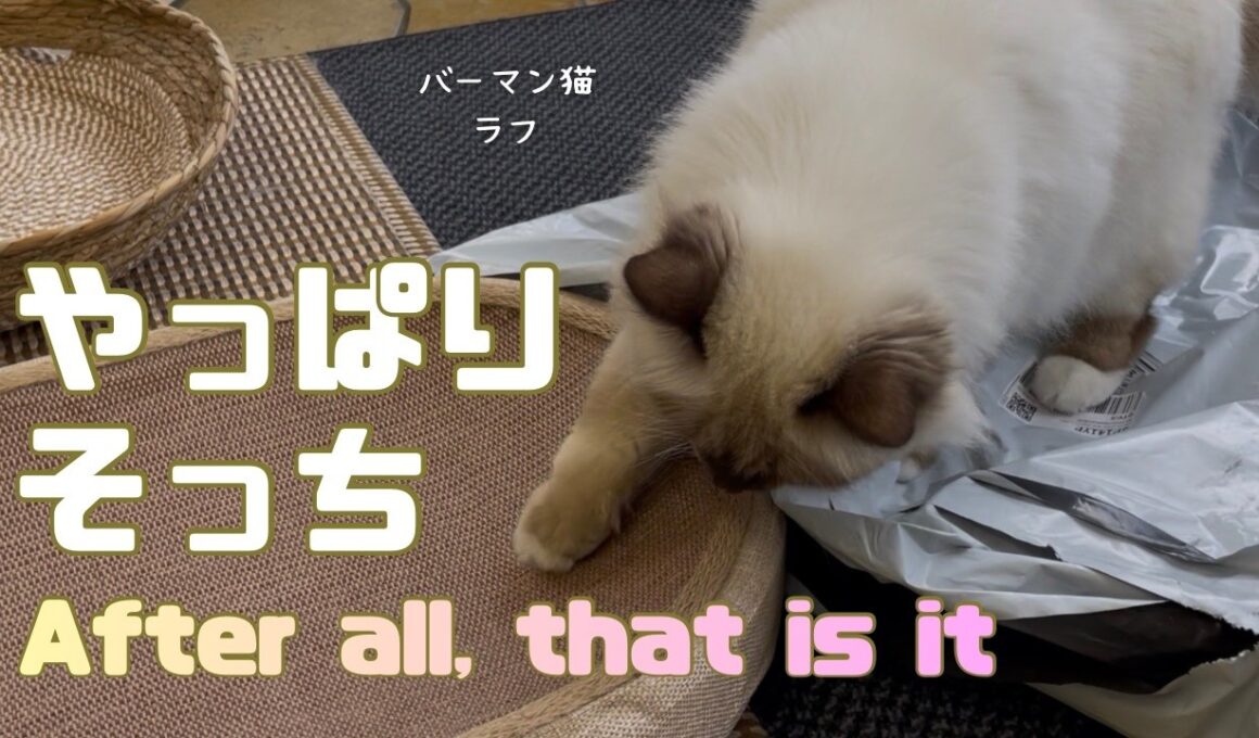 バーマン猫ラフ【やっぱりそっち】After all, that is it（バーマン猫）Birman/Cat