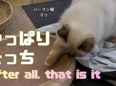 バーマン猫ラフ【やっぱりそっち】After all, that is it（バーマン猫）Birman/Cat