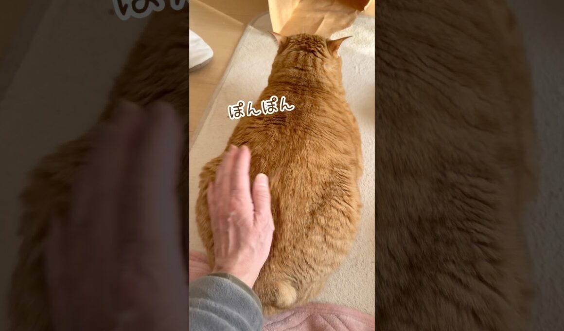 いじけていても、ぽんぽんでお尻上がっちゃう猫 #茶トラ #ボブテイル #猫との暮らし