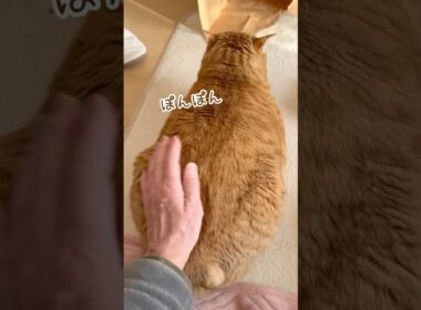 いじけていても、ぽんぽんでお尻上がっちゃう猫 #茶トラ #ボブテイル #猫との暮らし