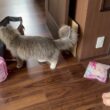 呼びかけによる反応で信頼度がわかる猫　サイベリアン
